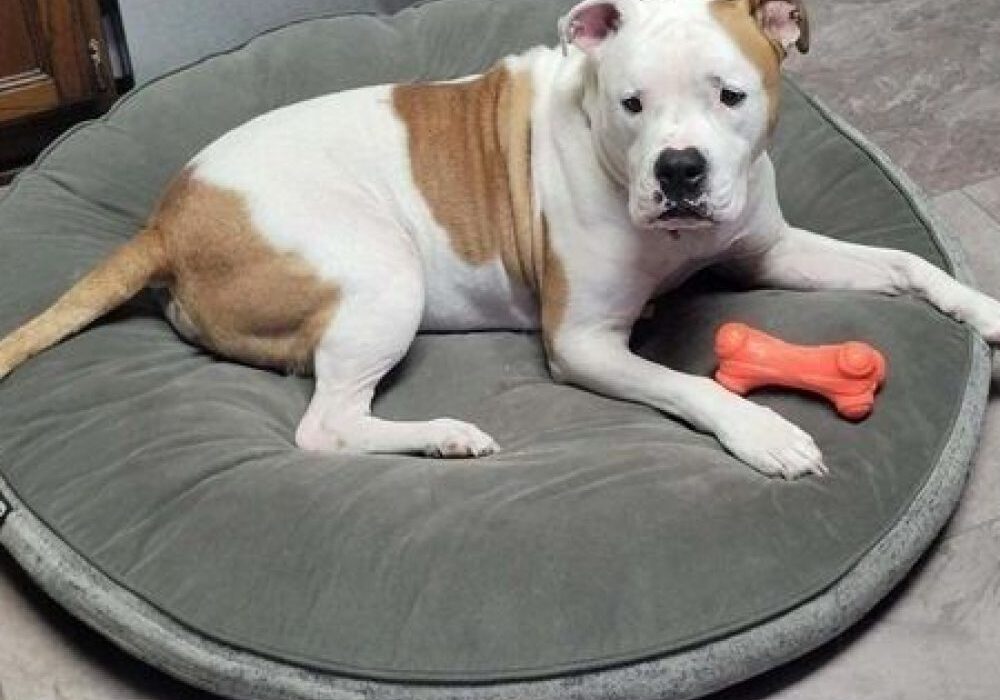 A dog with a white and brown coat lies on a round gray dog bed, with an orange bone toy nearby.