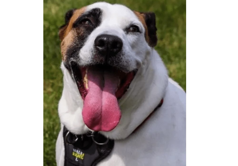 A happy dog with a black and white face and tan spot over one eye sits on grass, panting with its pink tongue out, wearing a black harness labeled "walk small.