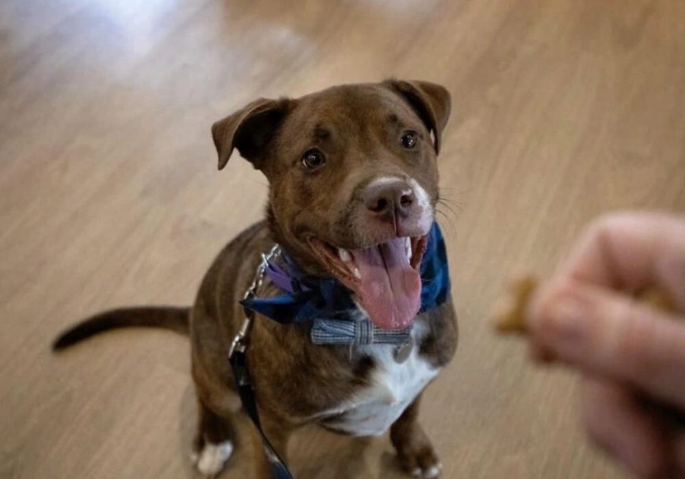 A happy brown dog with a blue bow tie sits on a wooden floor, eagerly looking at a hand holding a treat.