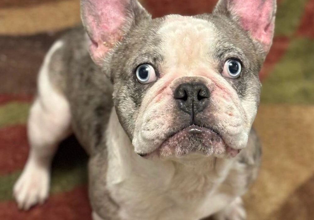 A gray and white French Bulldog with blue eyes looks up with ears perked. The floor has a multi-colored, geometric pattern.