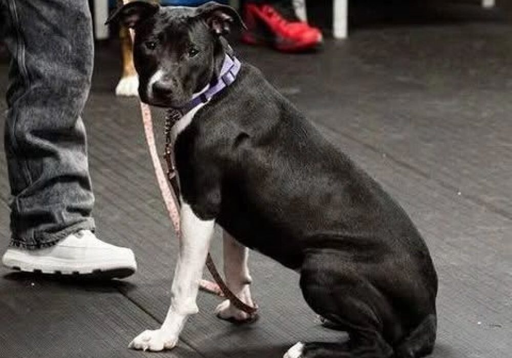 Black and white dog wearing a purple collar sits next to a person in jeans and white sneakers on a dark floor.