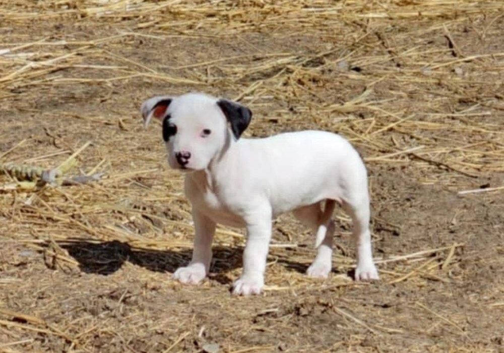 A small white puppy with a black spot on its ear stands on dry, straw-covered ground.