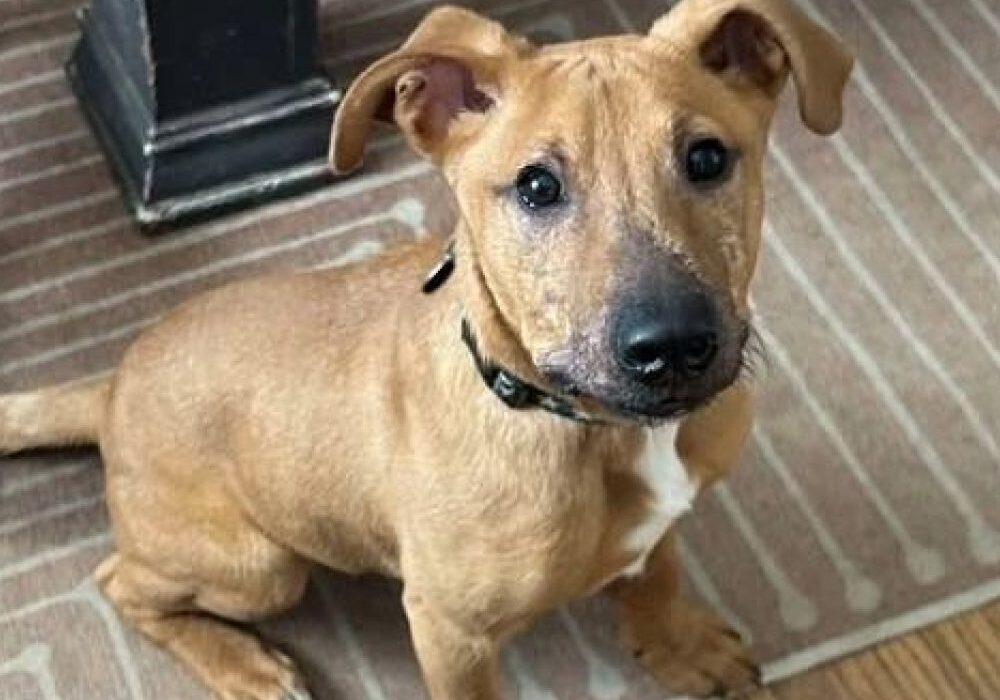 A brown puppy with floppy ears sits on a striped rug, looking up with a curious expression.
