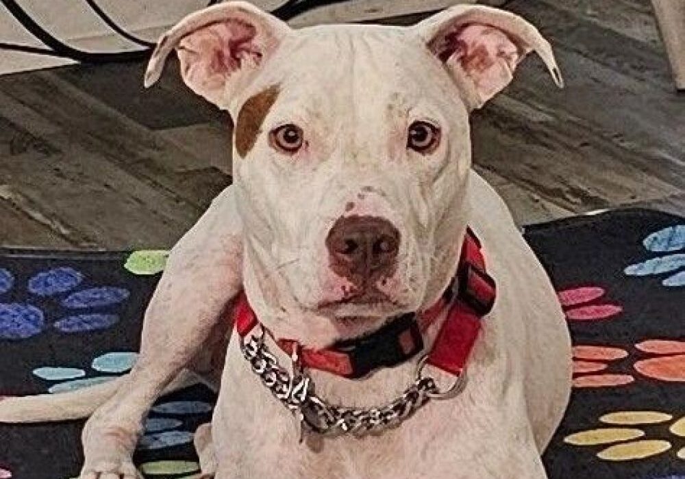 A white dog with a brown patch over one eye, wearing a red and black collar, lies on a colorful paw-print rug indoors.
