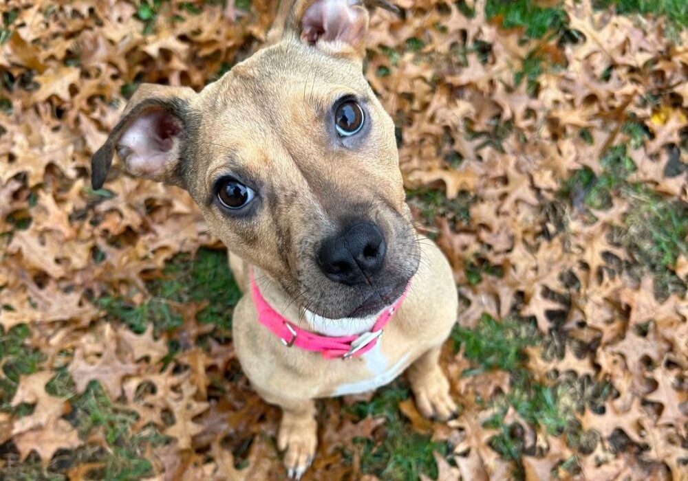 Brown dog with a pink collar sits on a bed of fallen leaves, looking up with ears perked.
