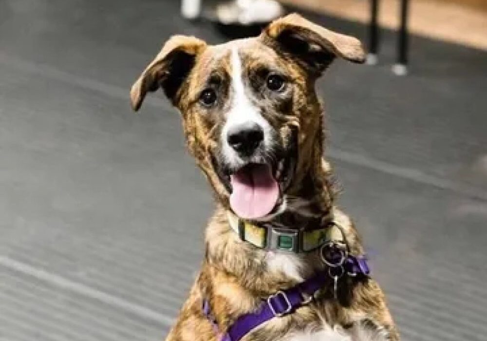 Brown and white dog with a purple harness and green collar, sitting on a dark floor with its tongue out.