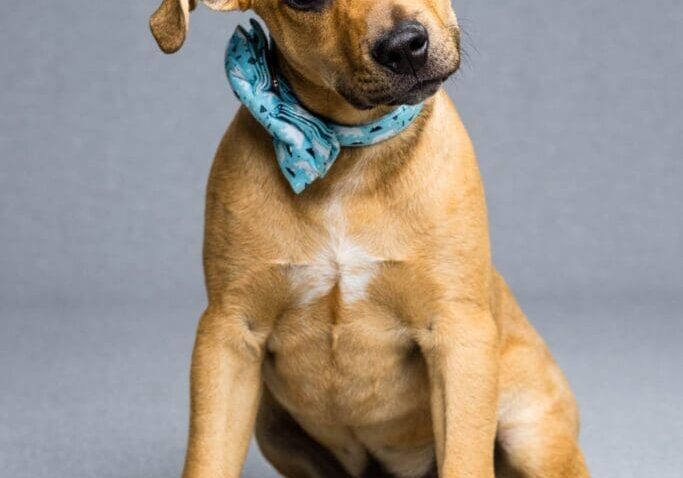 Toledo Pet Photographer