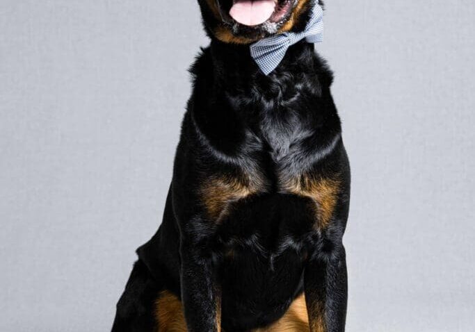 Toledo Pet Photographer