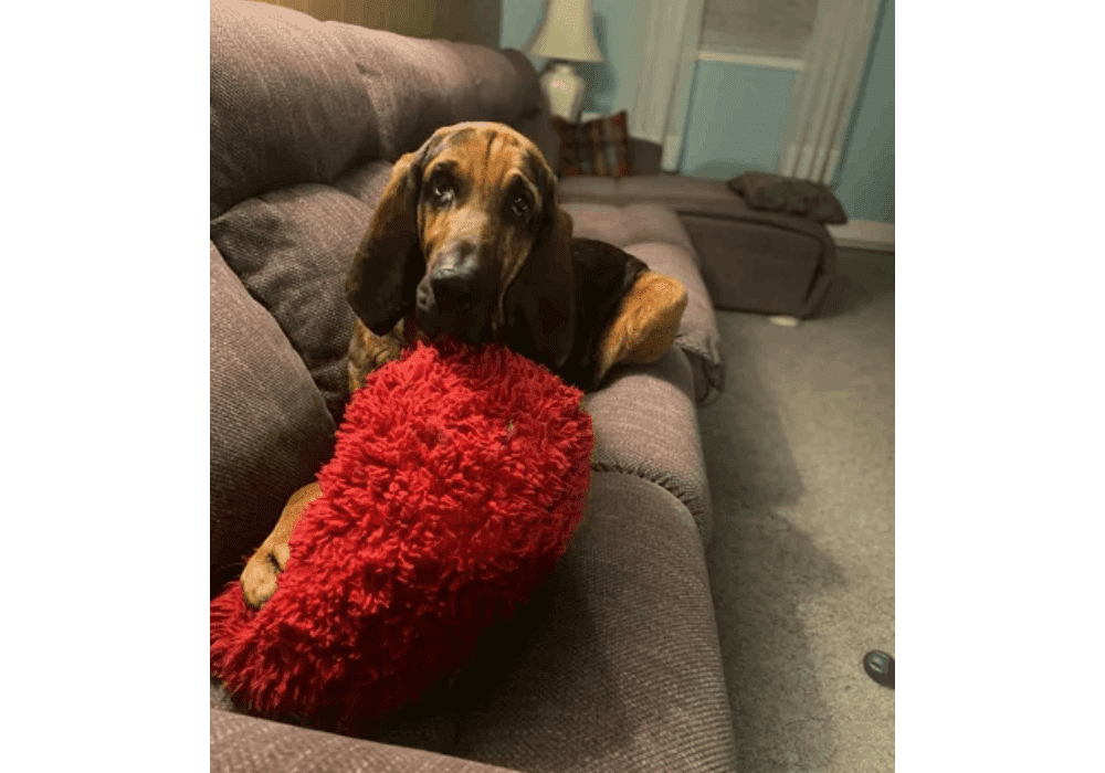 A dog laying on the couch with a pillow in his mouth.