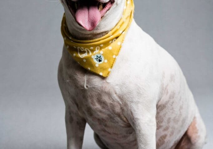 Toledo Pet Photographer