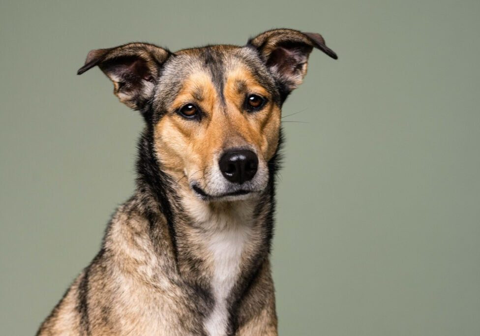 Toledo Pet Photographer