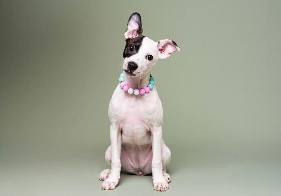 Toledo Pet Photographer