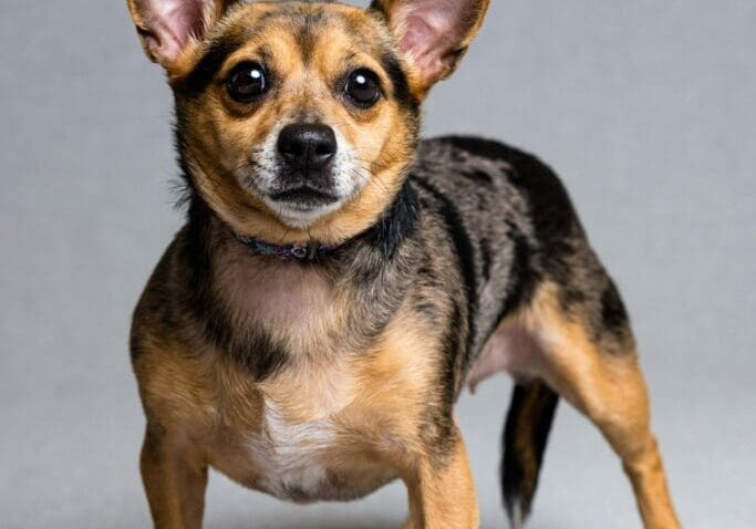 Toledo Pet Photographer