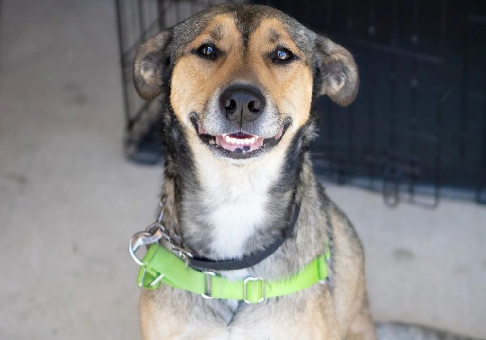 A dog with tan and black fur wearing a green collar, sitting indoors, looking at the camera with its mouth slightly open.