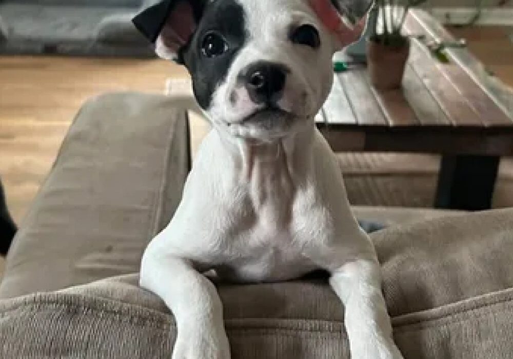 A black and white puppy with one ear up and one ear down leans on a couch. A wooden table and plant are in the background.