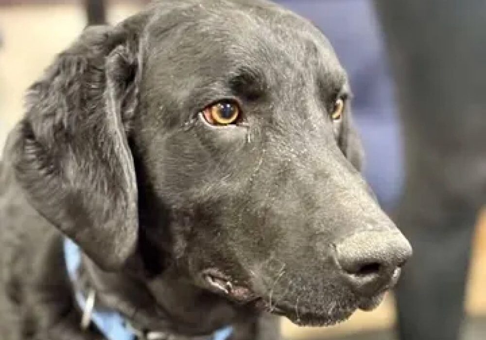 Black dog with a blue collar looking to the side.