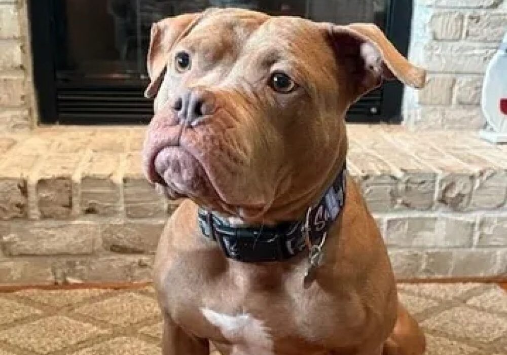 Brown dog with a black collar sits on carpet in front of a brick wall and fireplace, gazing slightly to the side.