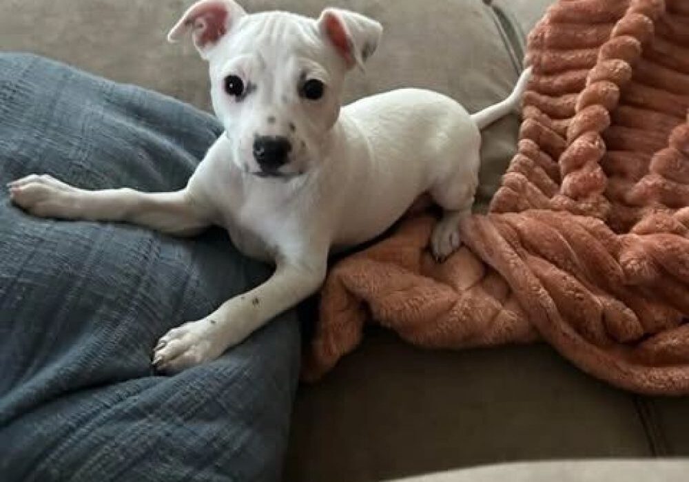 A white puppy with black spots lies on a beige couch, surrounded by a blue pillow and an orange blanket.