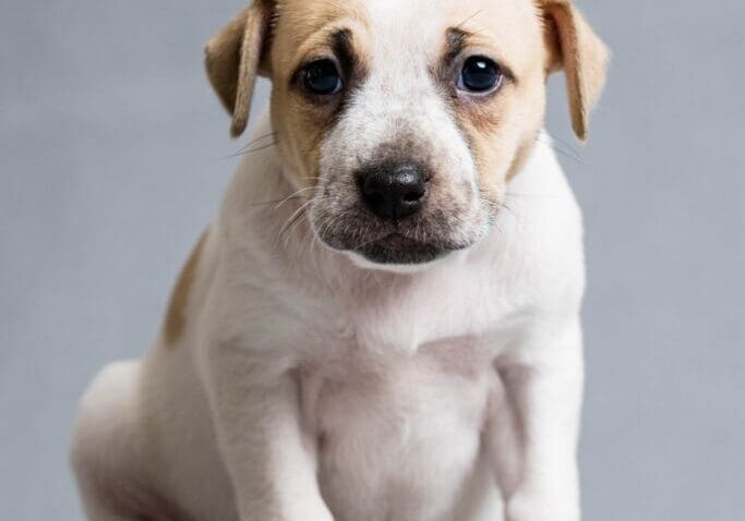 Toledo Pet Photographer