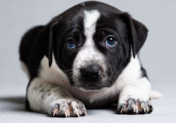 Toledo Pet Photographer