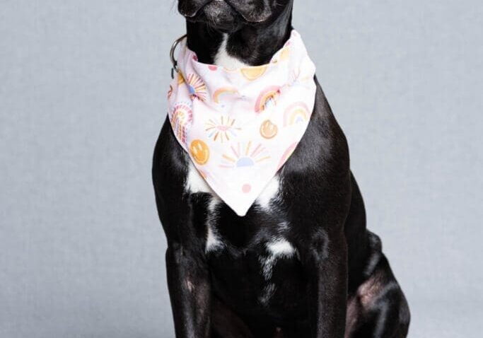 Toledo Pet Photographer
