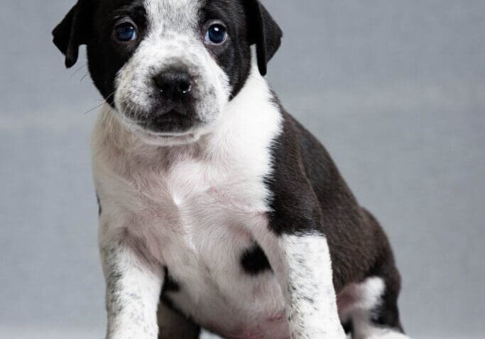 Toledo Pet Photographer