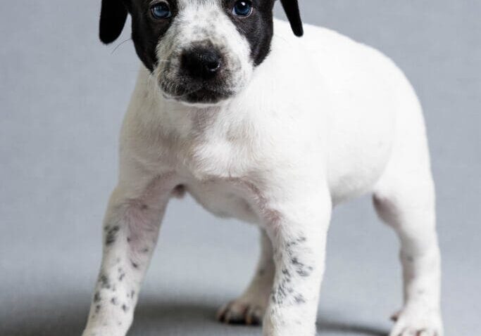 Toledo Pet Photographer