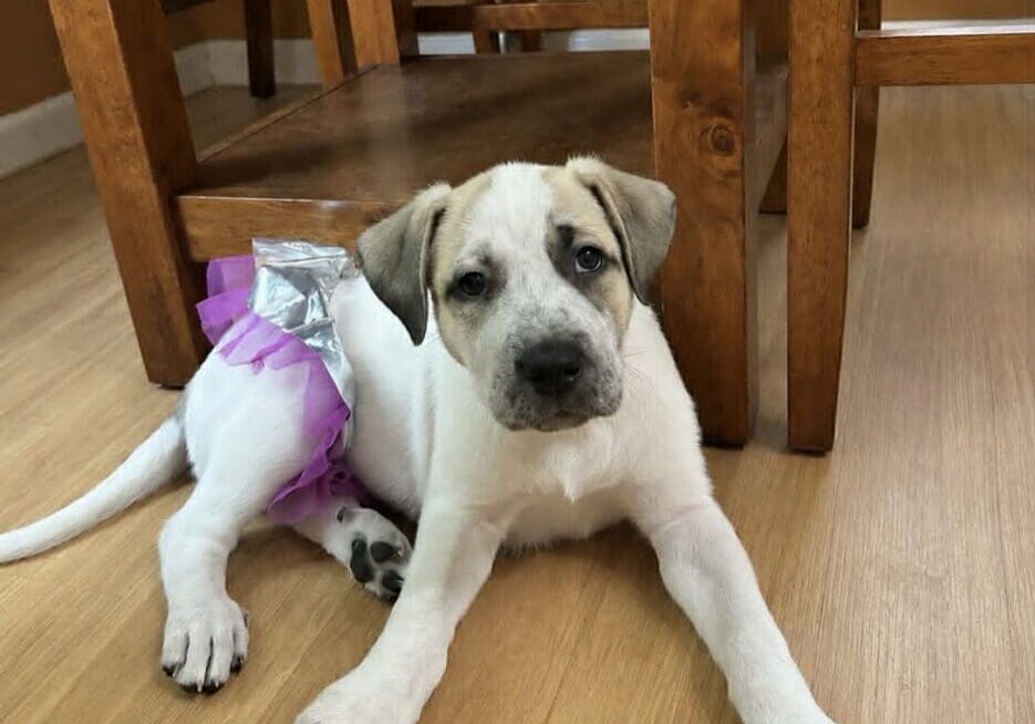 tutu