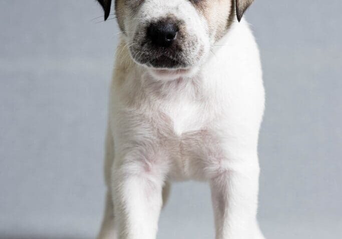 Toledo Pet Photographer